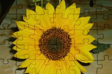 El girasol