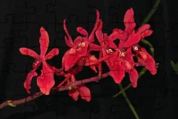 פאזל של Orchidaceae