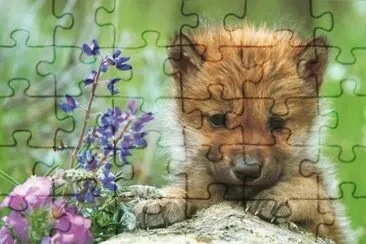 animaux jigsaw puzzle