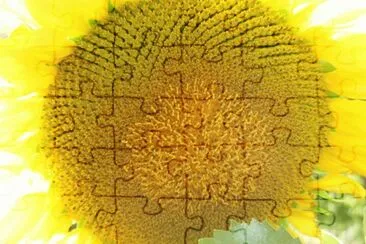 פאזל של Sunflower Helianthus annuus, Pullman, Washington. EUA