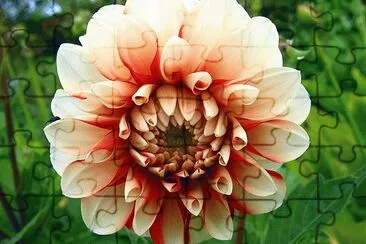 dahlia