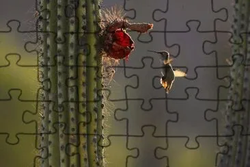 COLIBRI EN EL CACTUS