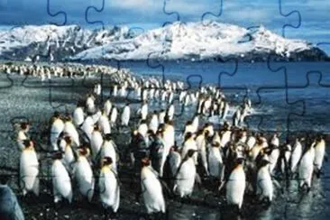 pinguins jigsaw puzzle