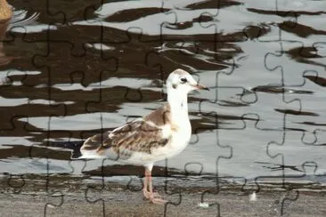 Juvenile Black-headed Gull