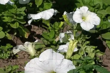 פאזל של Flor Blanca