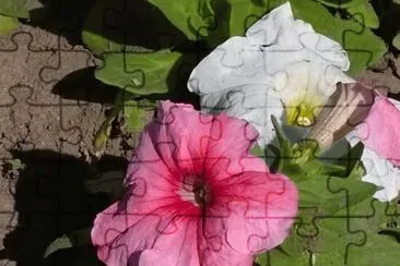 פאזל של Flor Rosa