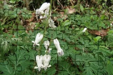 פאזל של Wildflowers on the trail