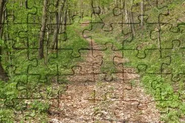 פאזל של Trail in the woods