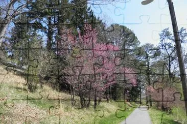 Path at Lake Junaluska