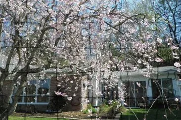 Flowering Tree