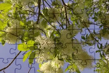 פאזל של Fringe Tree