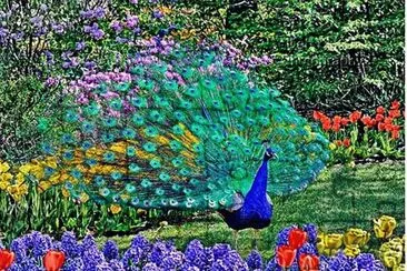 PAVO REAL Y FLORES.