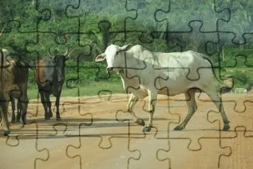 Viagem jigsaw puzzle