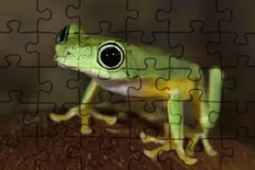 פאזל של frog 2