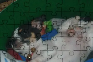 mi mascota jigsaw puzzle