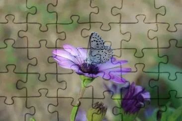 papillon jigsaw puzzle