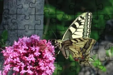 papillon jigsaw puzzle