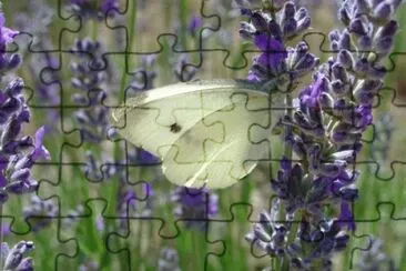 papillon jigsaw puzzle