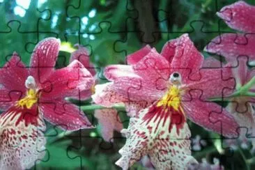 orchidÃ©e jigsaw puzzle