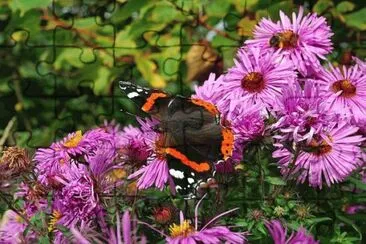 papillon jigsaw puzzle