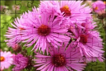 aster jigsaw puzzle