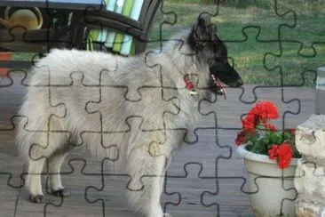 mon berger belge jigsaw puzzle