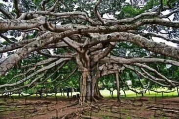 FICUS BUDDHA.