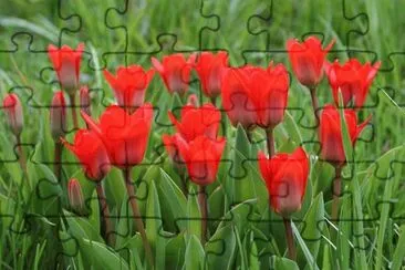 tulipes jigsaw puzzle