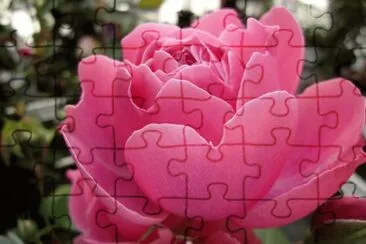 fleurs: jigsaw puzzle