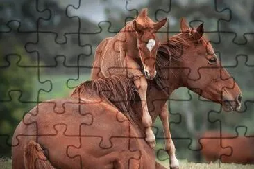 chevaux