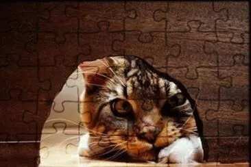 Â¿ QUE ESPERA EL GATO? jigsaw puzzle