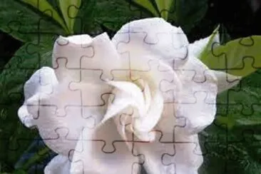 GardÃªnia jigsaw puzzle