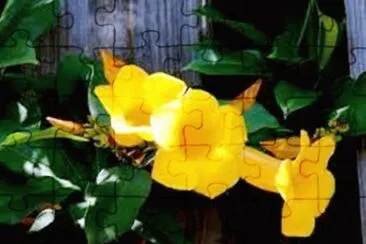 Alamanda jigsaw puzzle