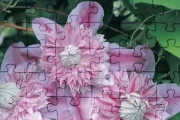 fleurs: clÃ©matites jigsaw puzzle