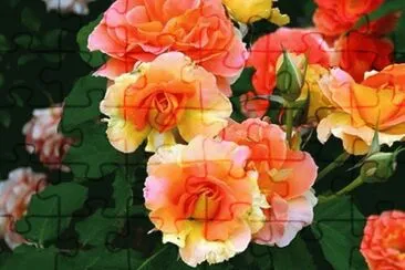 fleurs: roses jigsaw puzzle