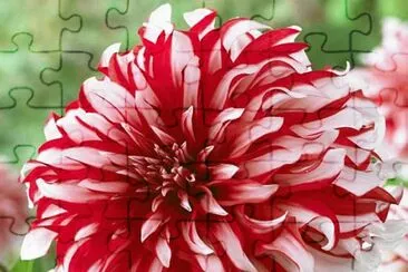 fleurs: dalhias jigsaw puzzle