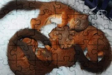 Ã©cureuils jigsaw puzzle