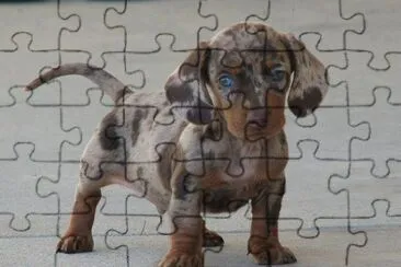 chien jigsaw puzzle