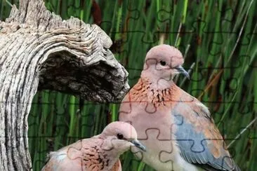 pigeons jigsaw puzzle