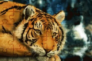 tigre jigsaw puzzle