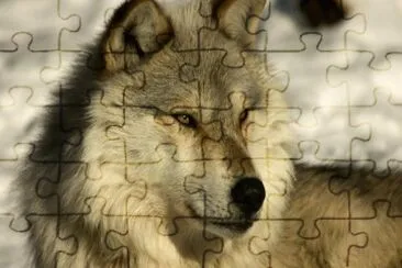 loup jigsaw puzzle