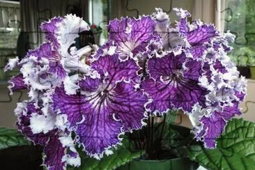 streptocarpus