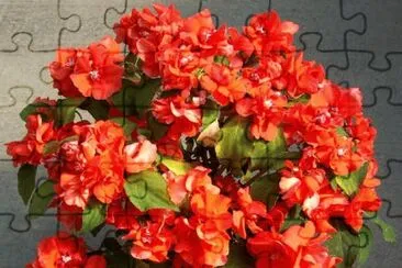 impatiens