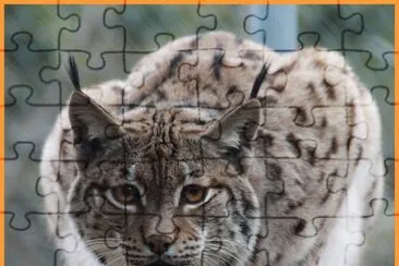 lynx jigsaw puzzle