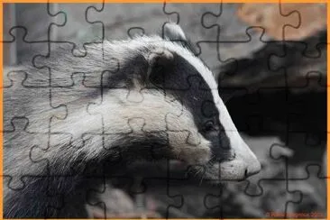 Blaireau jigsaw puzzle