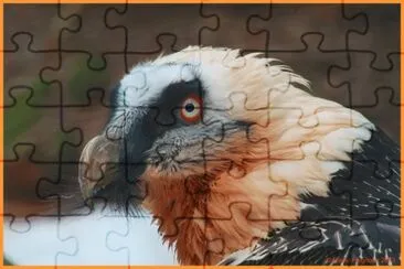 GypaÃ¨te barbu jigsaw puzzle