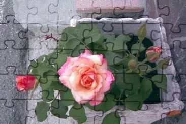 rosa mistica jigsaw puzzle