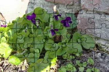 violette jigsaw puzzle