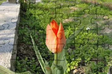 tulipano