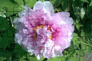 peonia jigsaw puzzle